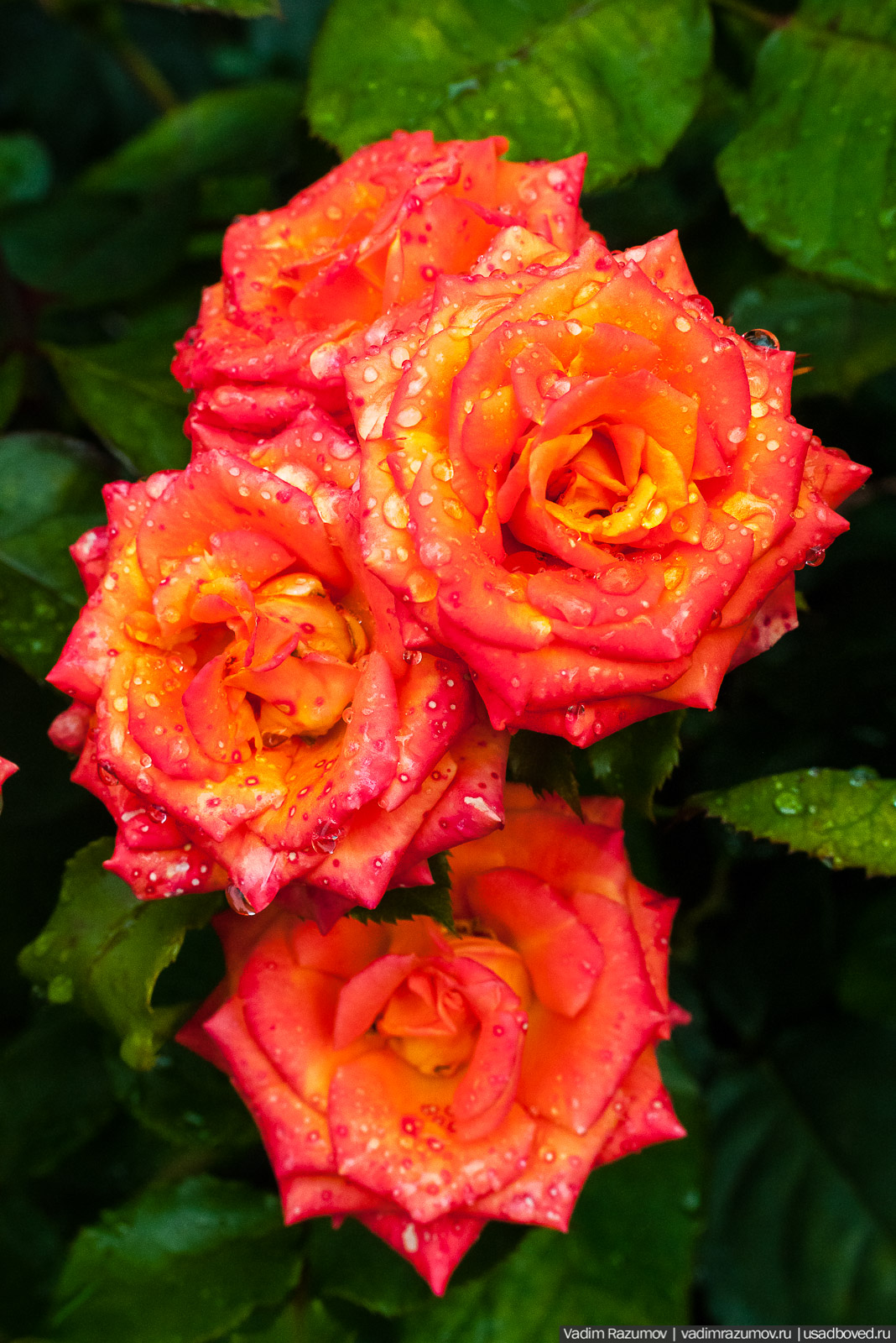 усадьба Марьино Строгановых, розарий, розы, сад