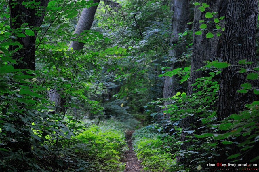 усадьба Глинки Якова Брюса (пансионат Монино)