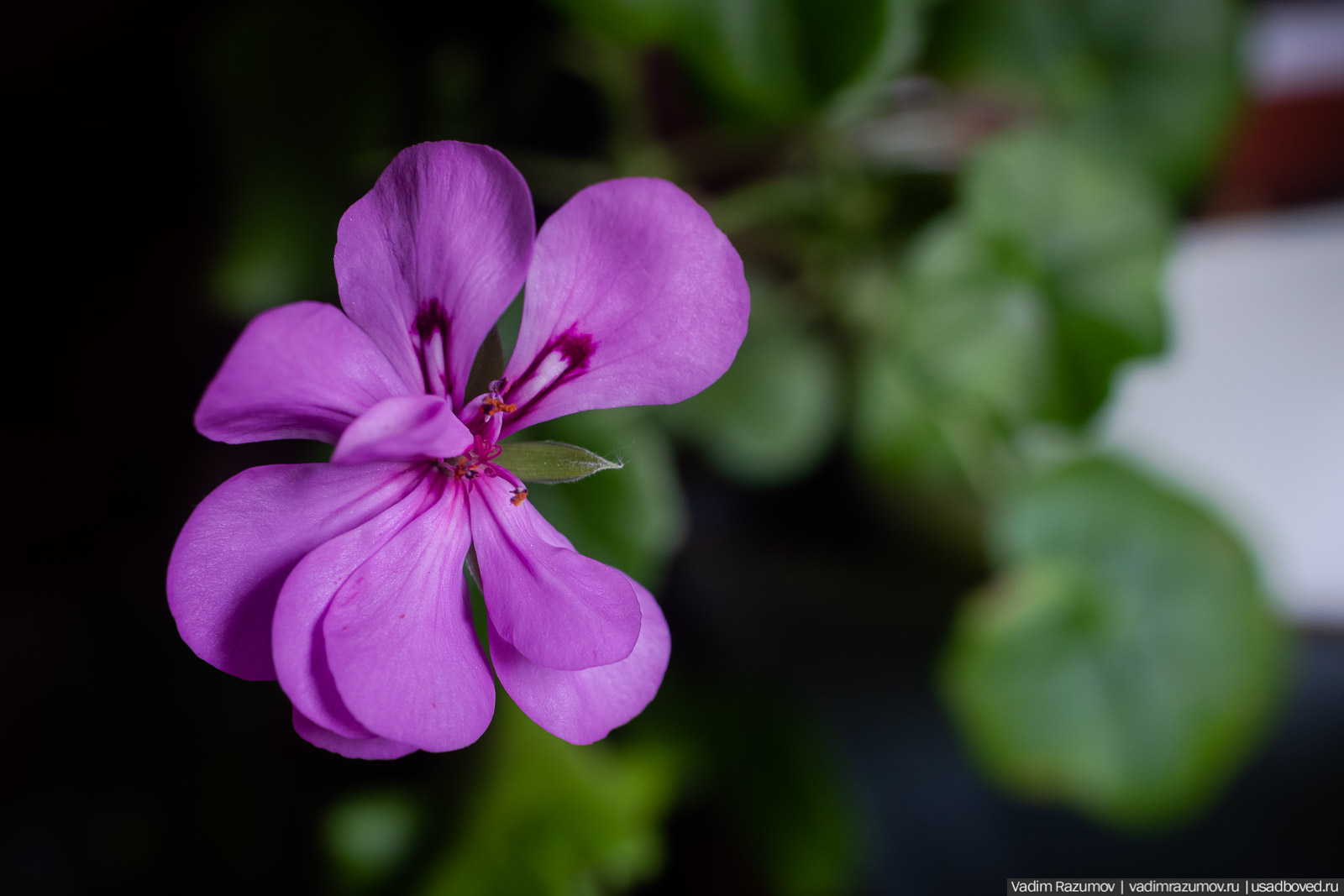 Пеларгония, герань, Вадим Разумов