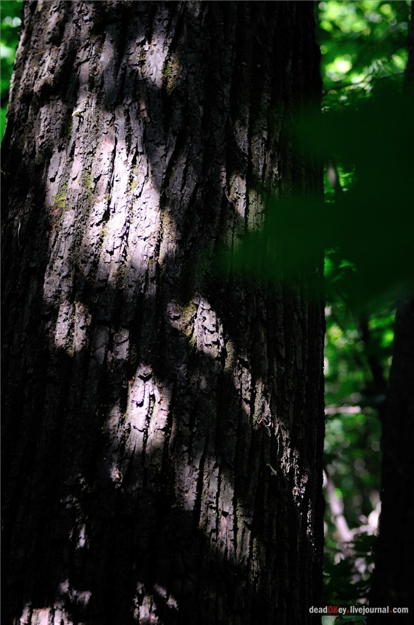 усадьба Образцово