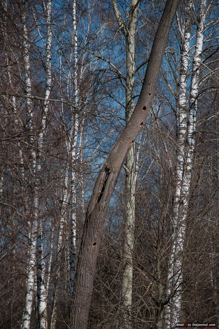 усадьба Савинское (исследование масонского парка)