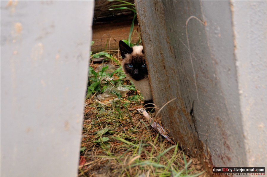 усадьба Лучки