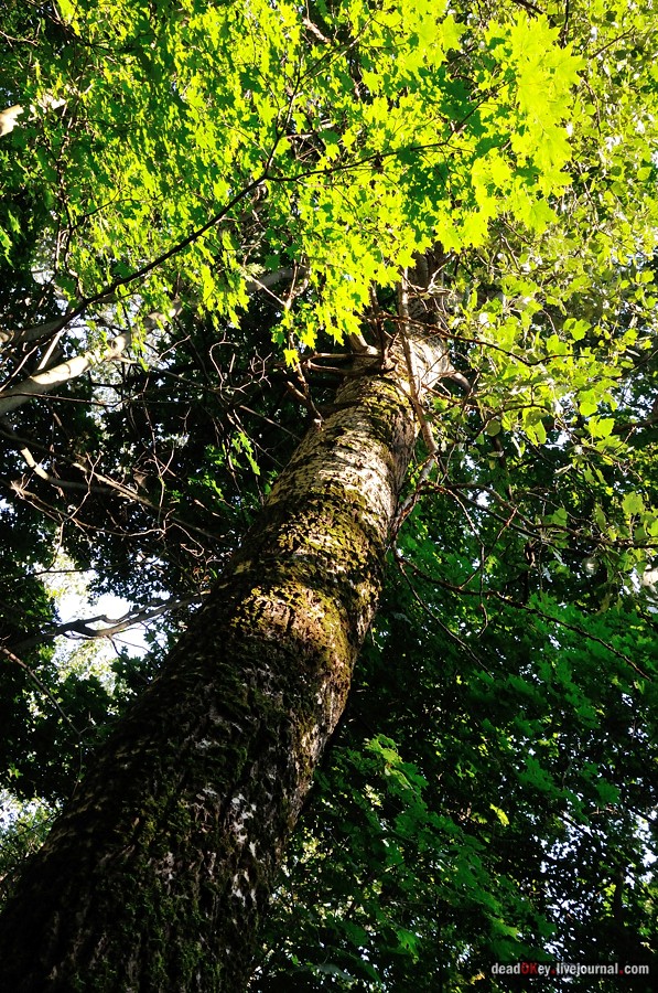 усадьба Шишкино