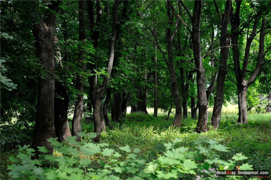 Липовые аллеи в усадьбах