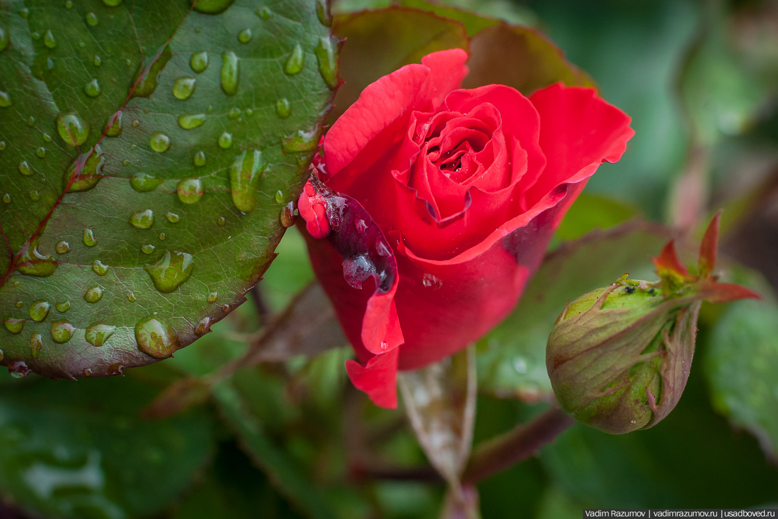 усадьба Марьино Строгановых, розарий, розы, сад