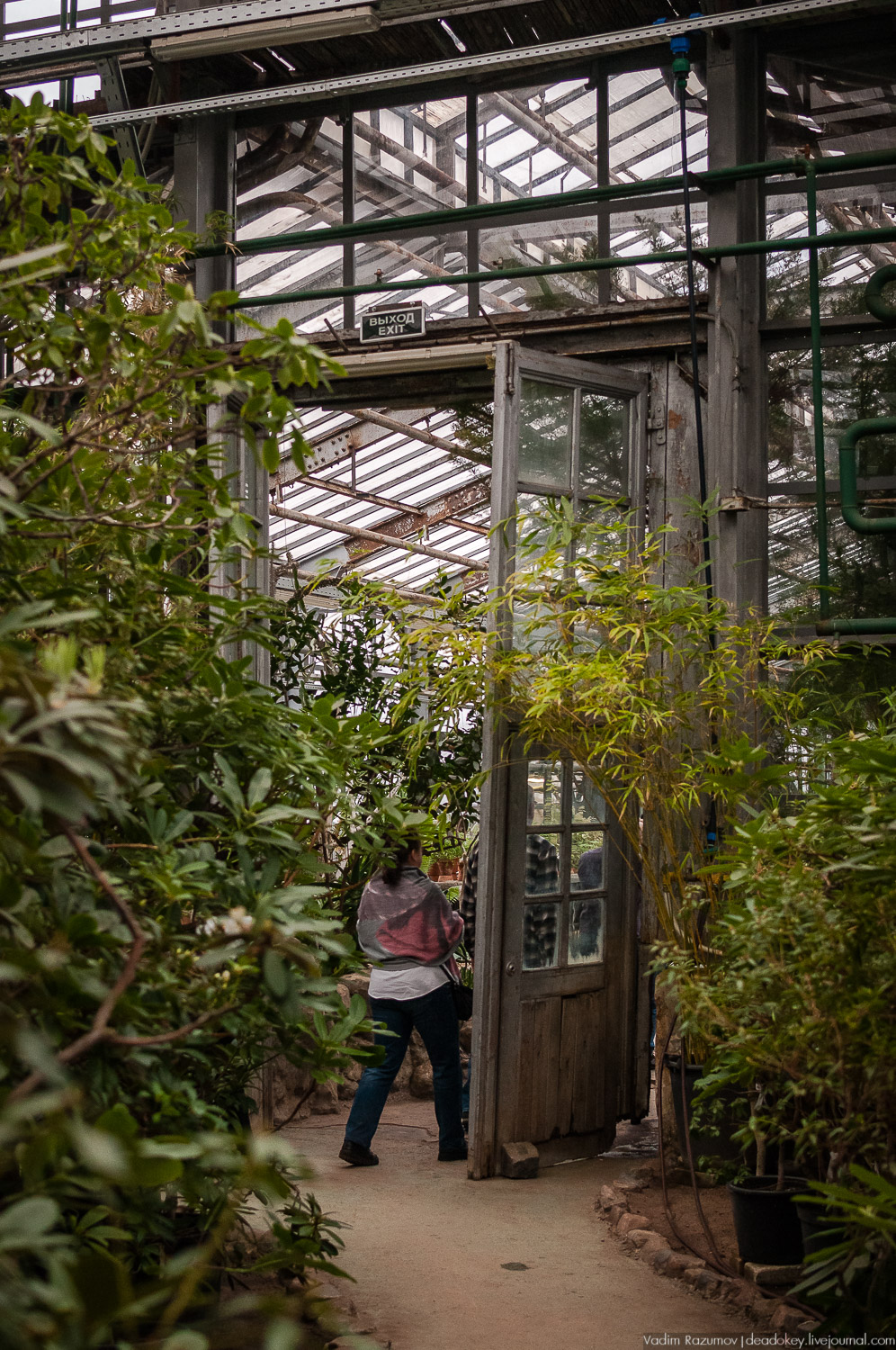 Ботанический сад, фондовая оранжерея, Экоэлектричка, борщевик