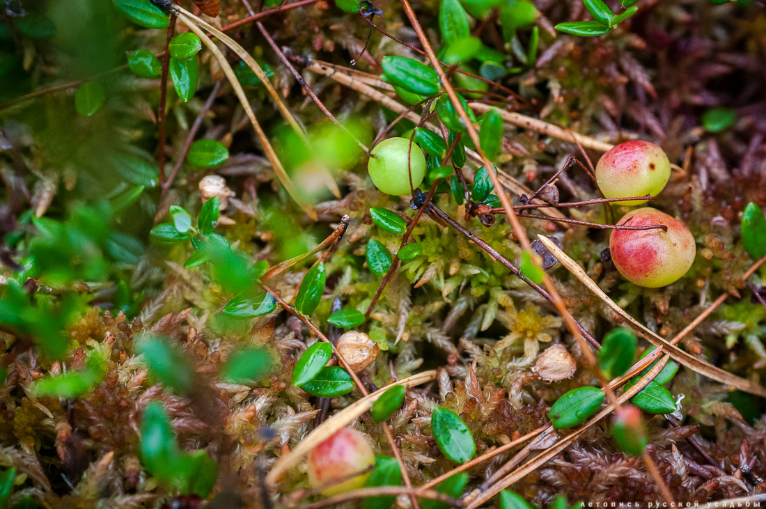 Экоэлектричка на родину журавлей в Талдомский район