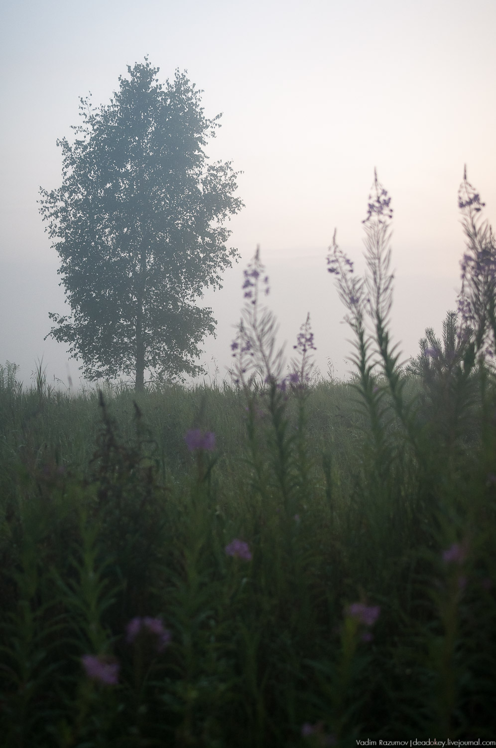 Закат, туман, Стромынь
