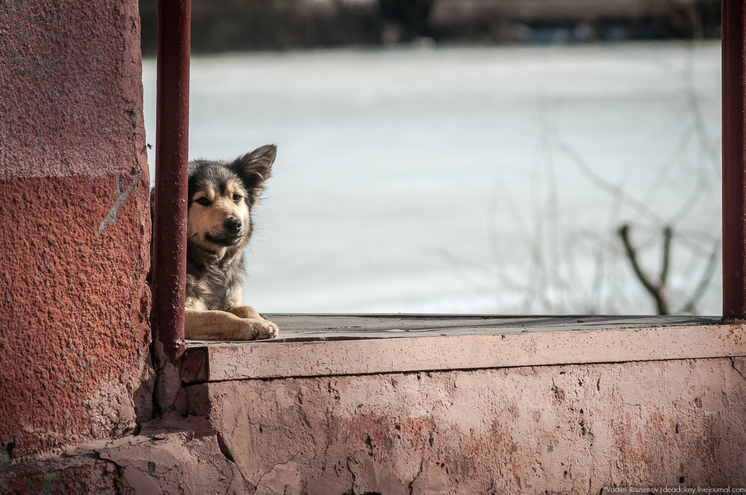 усадьба Соха