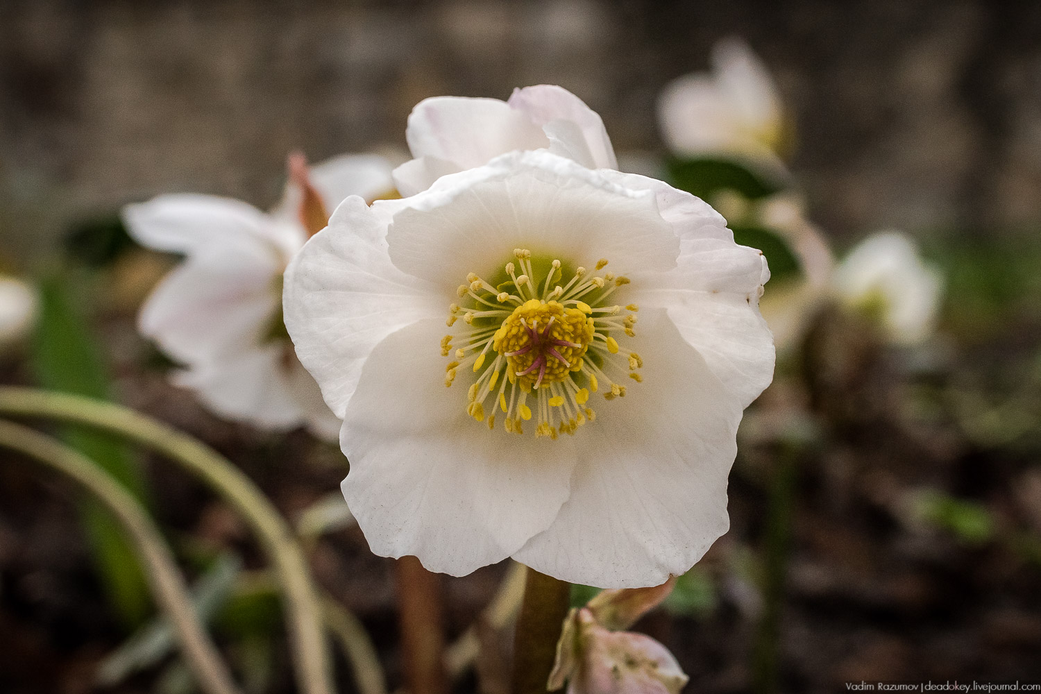 Продснежники в Аптекарском огороде