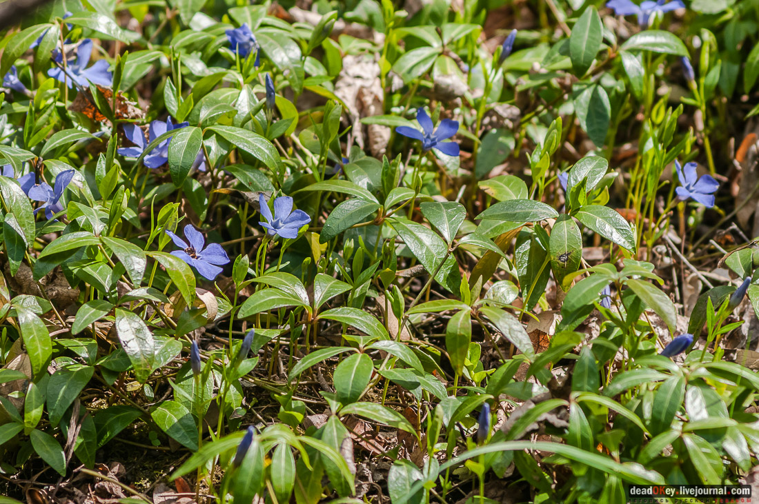 усадьба Дорожаево