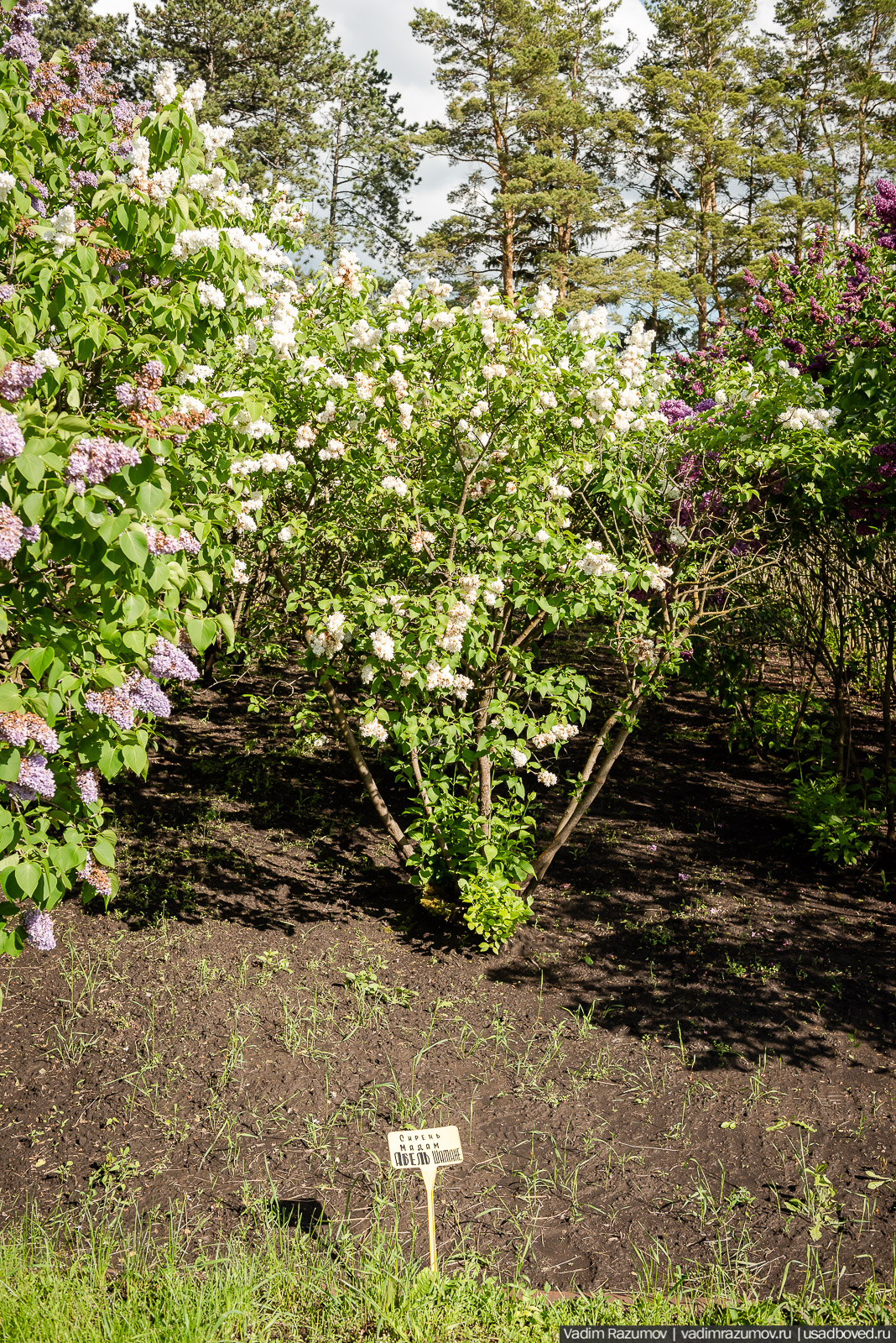 Мещерский дендрарий, ЛОСС, усадьба Барсуково, цветение сирени, Липецкая области