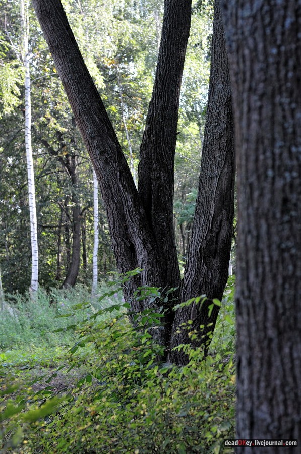 усадьба Хомяково