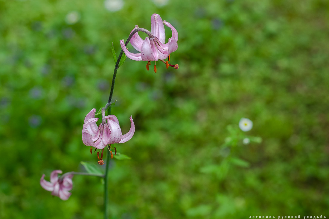 усадьба Дворяниново. В гости с дроном. Усадьба А.Т. Болотова с квадрокоптера