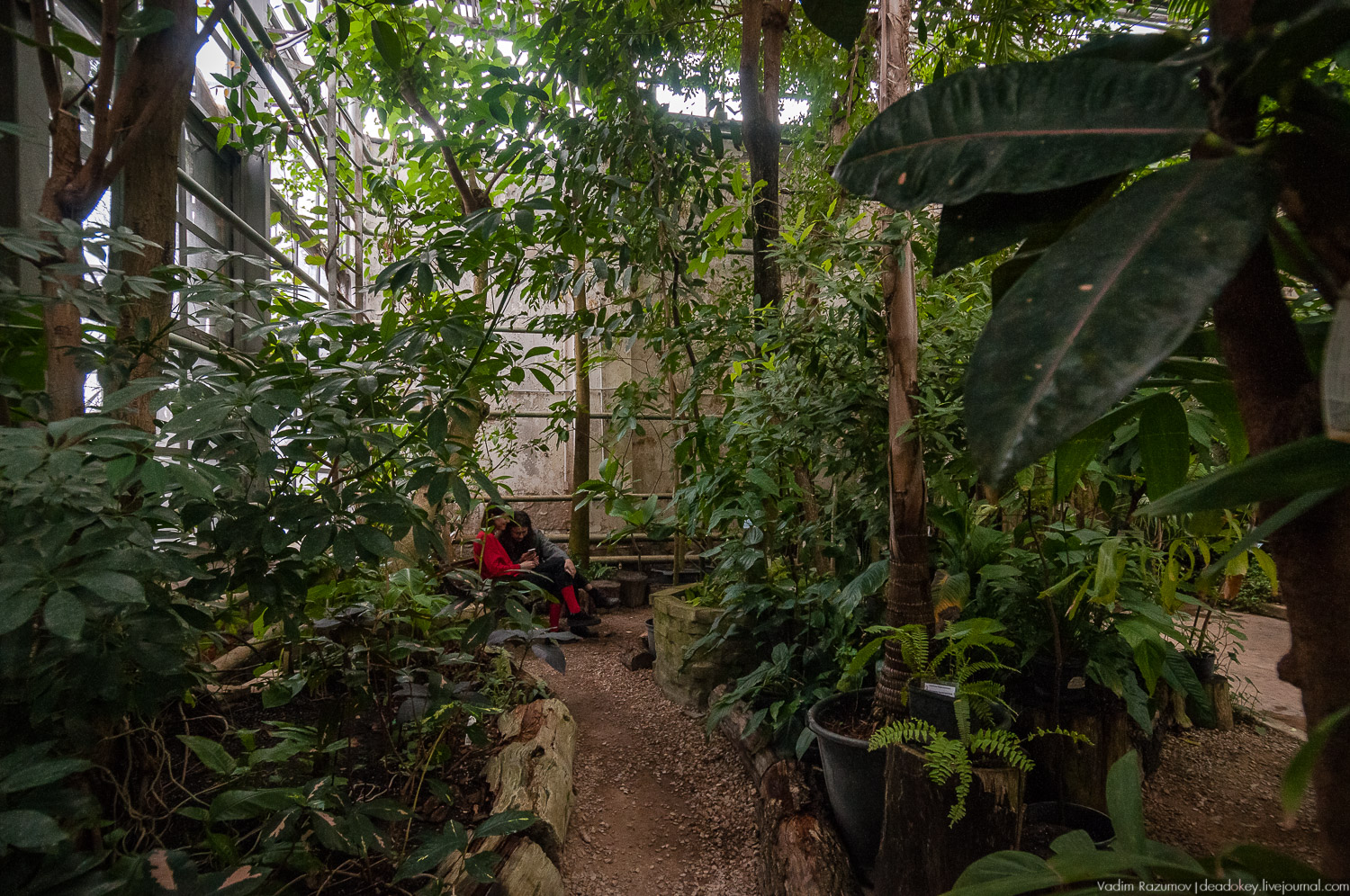 Ботанический сад, фондовая оранжерея, Экоэлектричка, борщевик