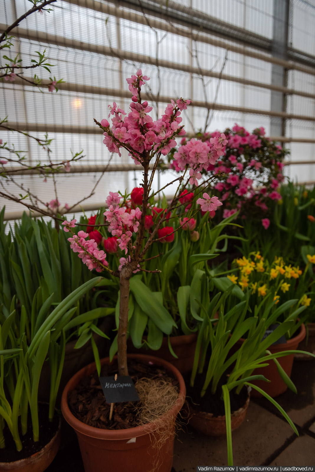 Аптекарский огород, Репетиция весны 2021, цветы, 8 Марта