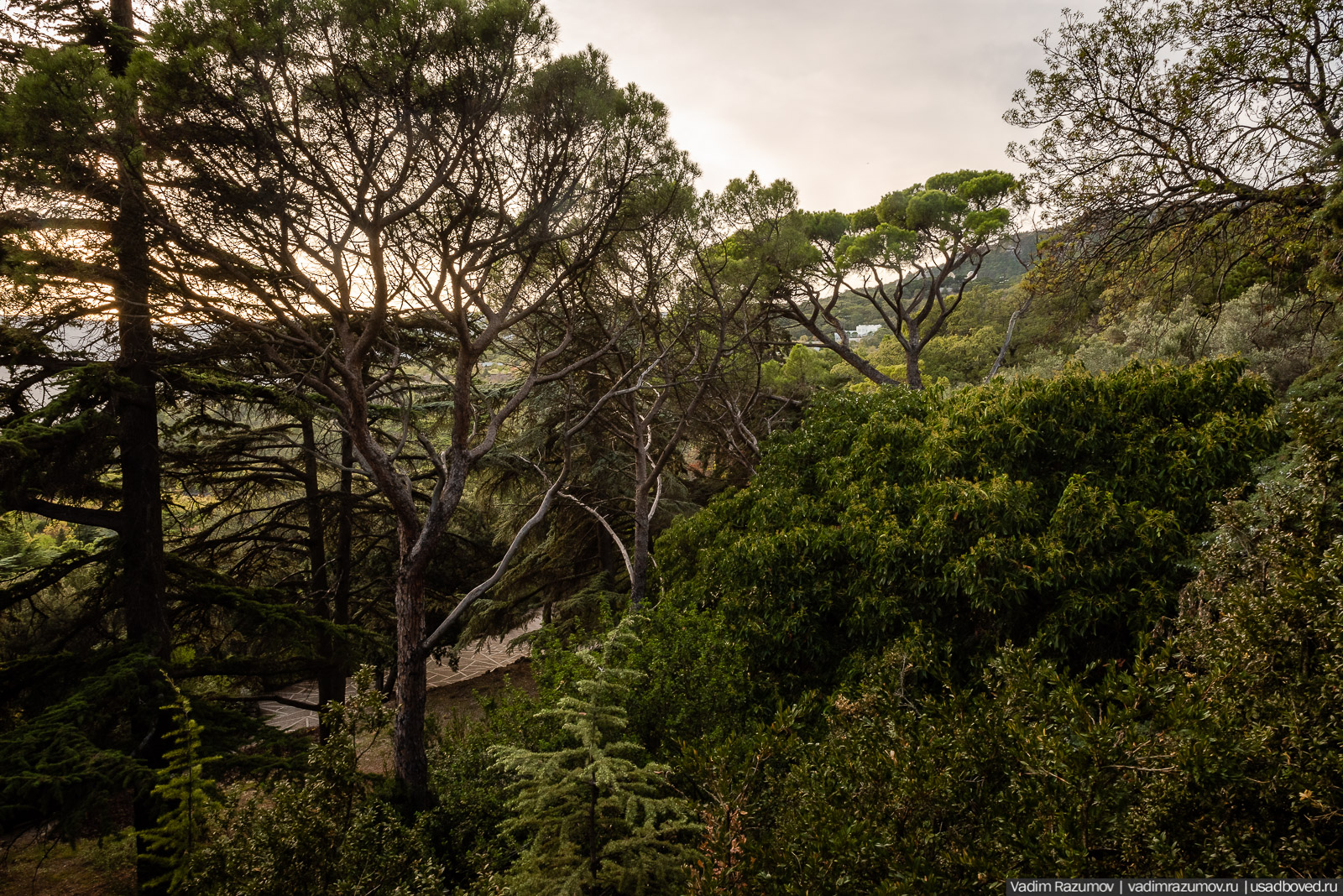 Никитский ботанический сад