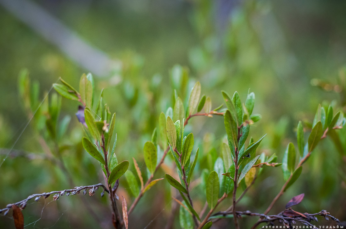 Экоэлектричка на родину журавлей в Талдомский район