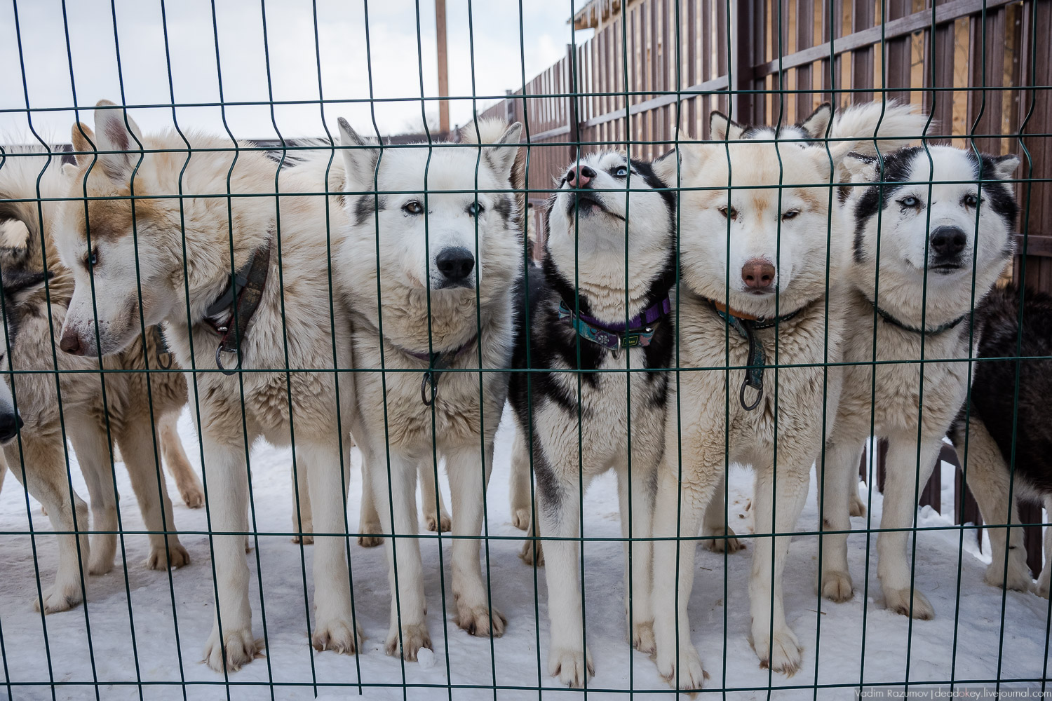 Рузская Аляска, Рузский район Московской области, Экоэлектричка