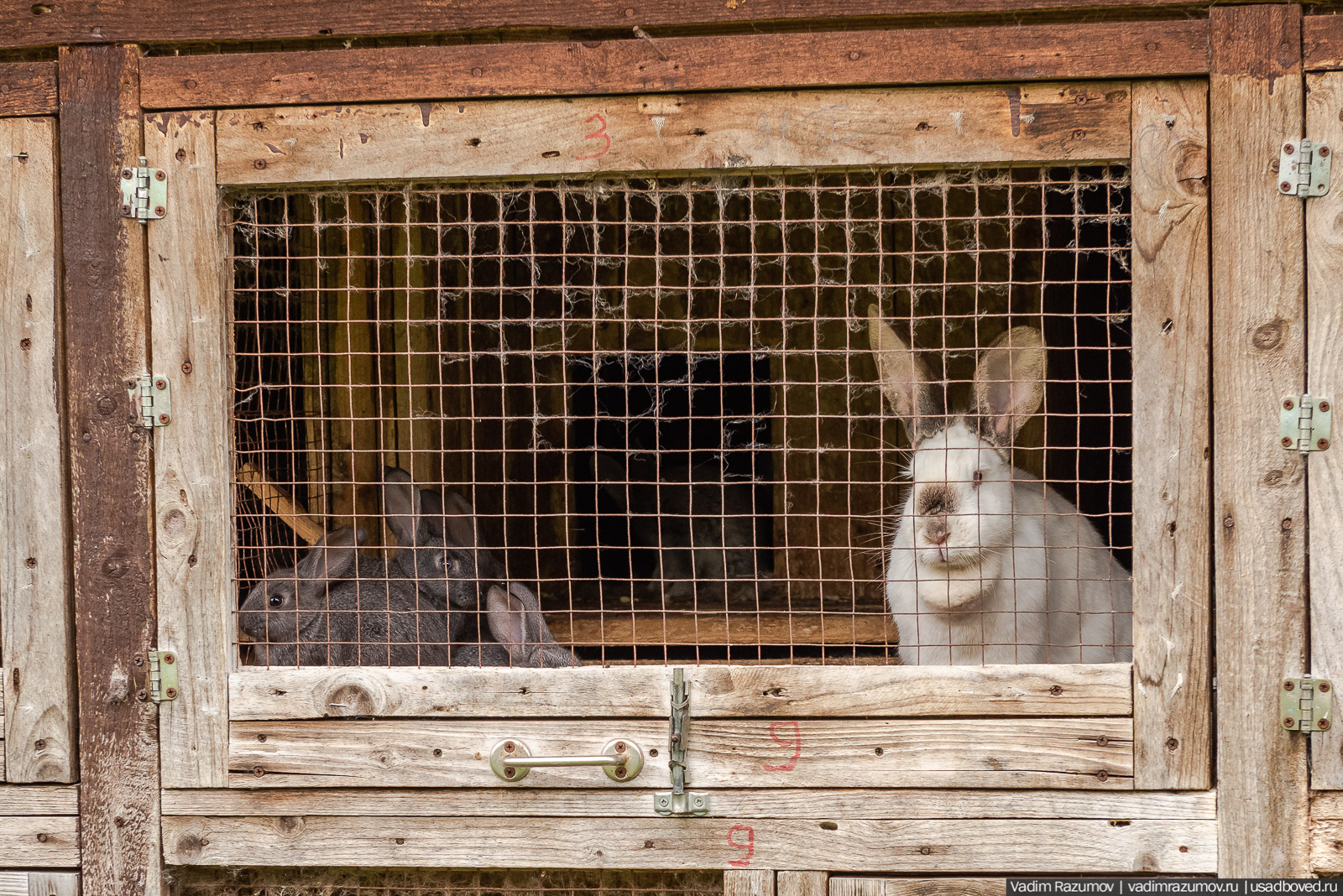 Усадьба фабриканта Думнова в Заречье, Владимирская область. Цветение сирени, сады