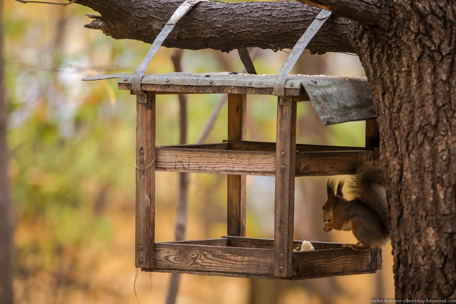усадьба Кусково, осень 2018 года
