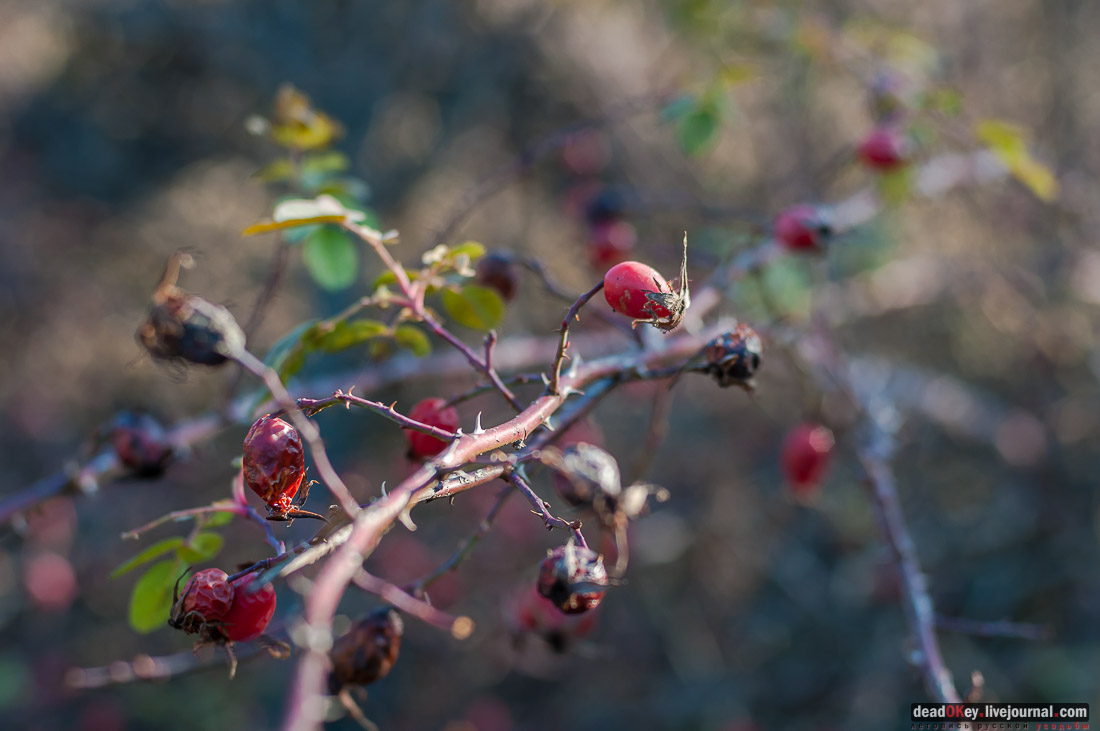 усадьба Полибино