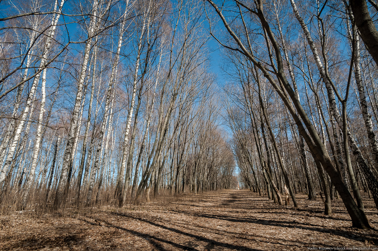 Богородицк, Церерина роща