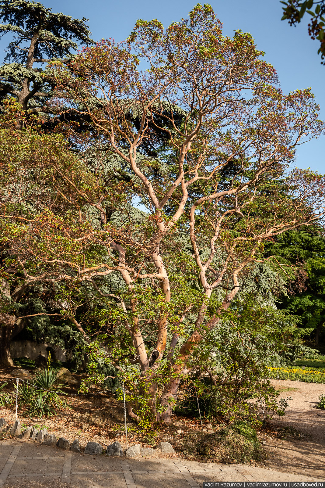 Никитский ботанический сад
