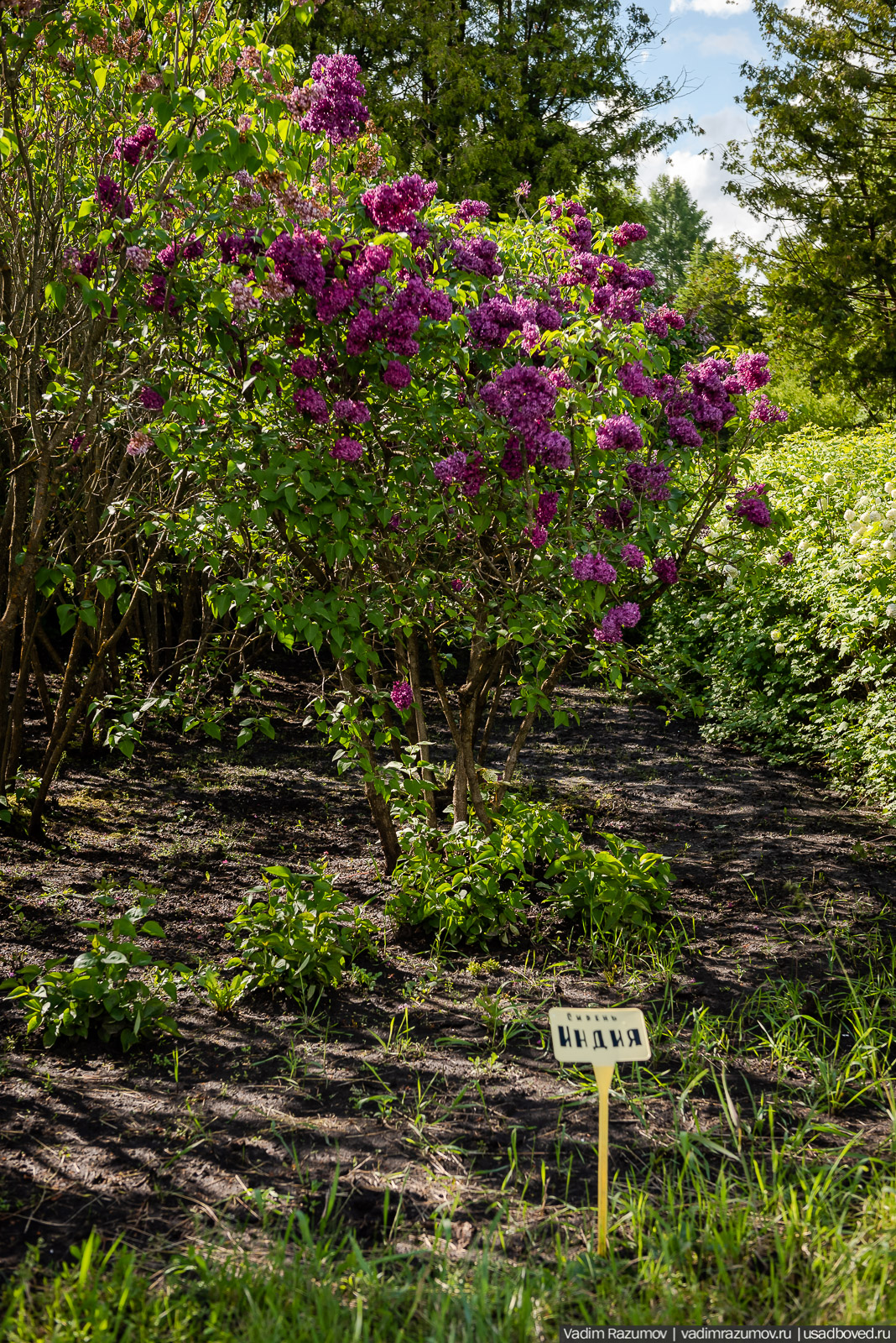 Мещерский дендрарий, ЛОСС, усадьба Барсуково, цветение сирени, Липецкая области
