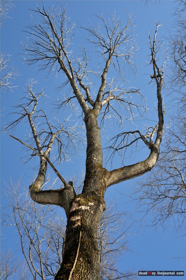 усадьба Узкое