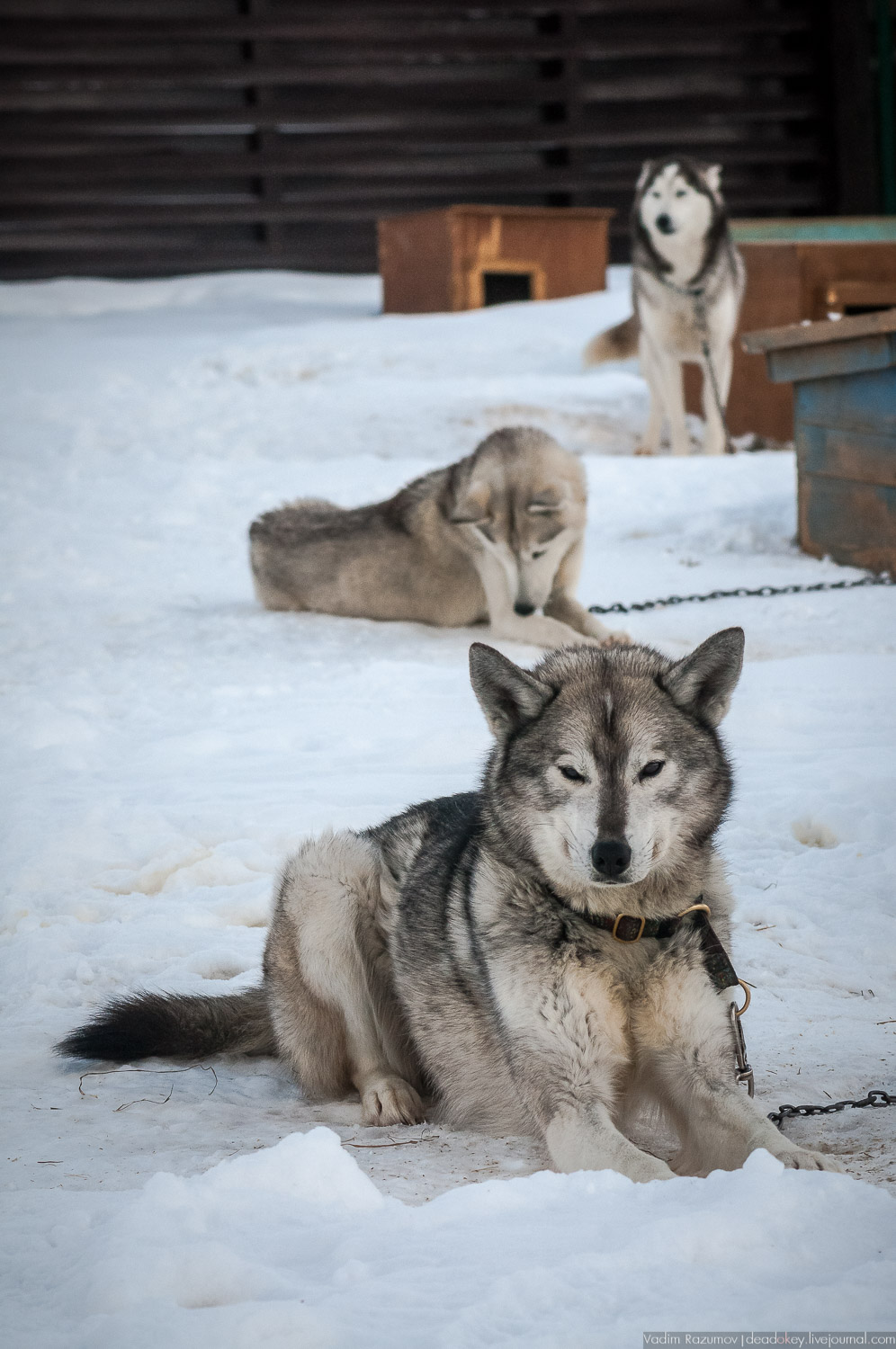 Рузская Аляска, Рузский район Московской области, Экоэлектричка