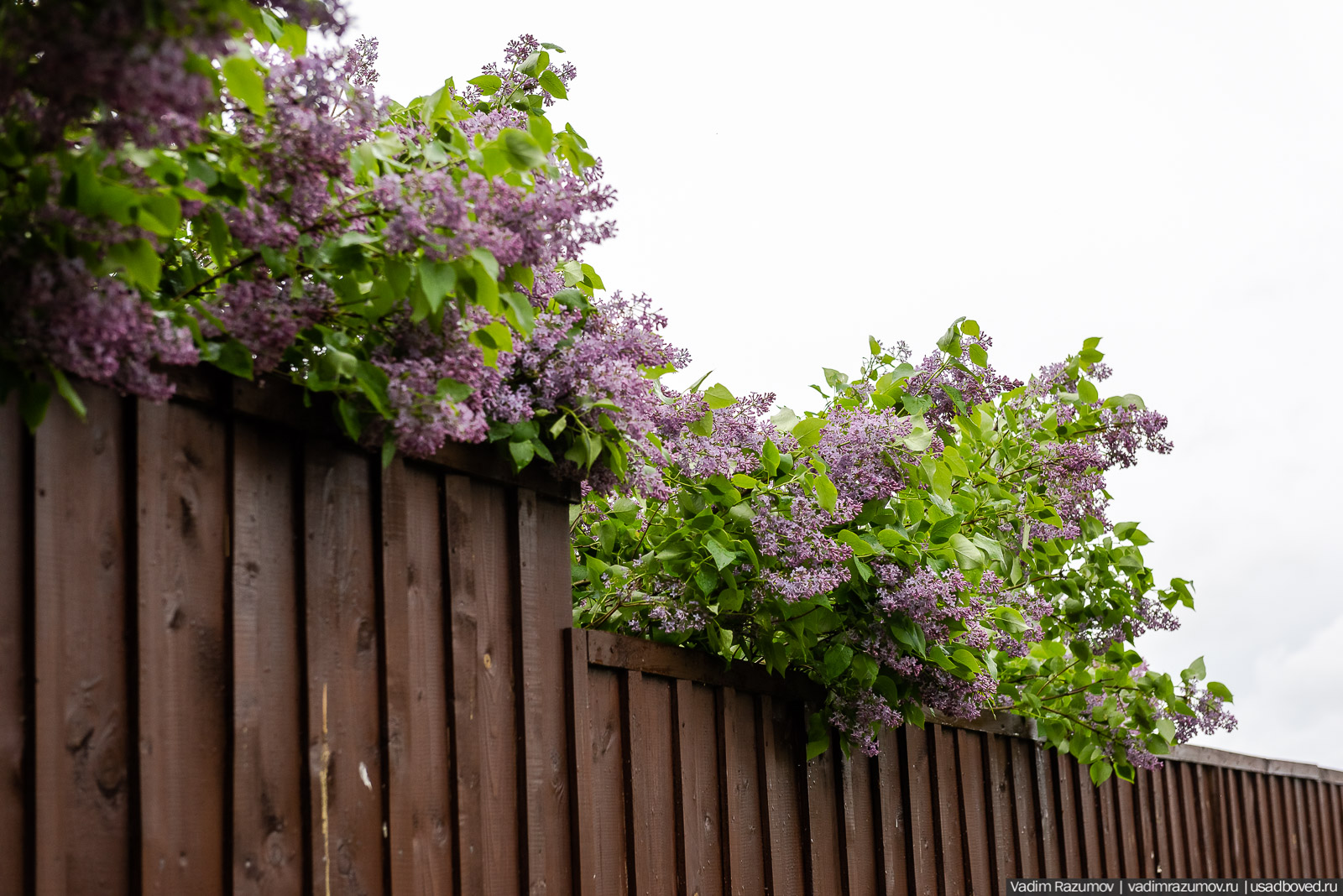 Усадьба фабриканта Думнова в Заречье, Владимирская область. Цветение сирени, сады