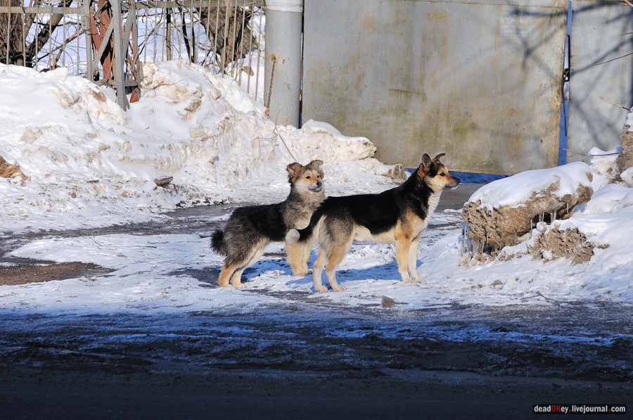 усадьба Котово-Спасское