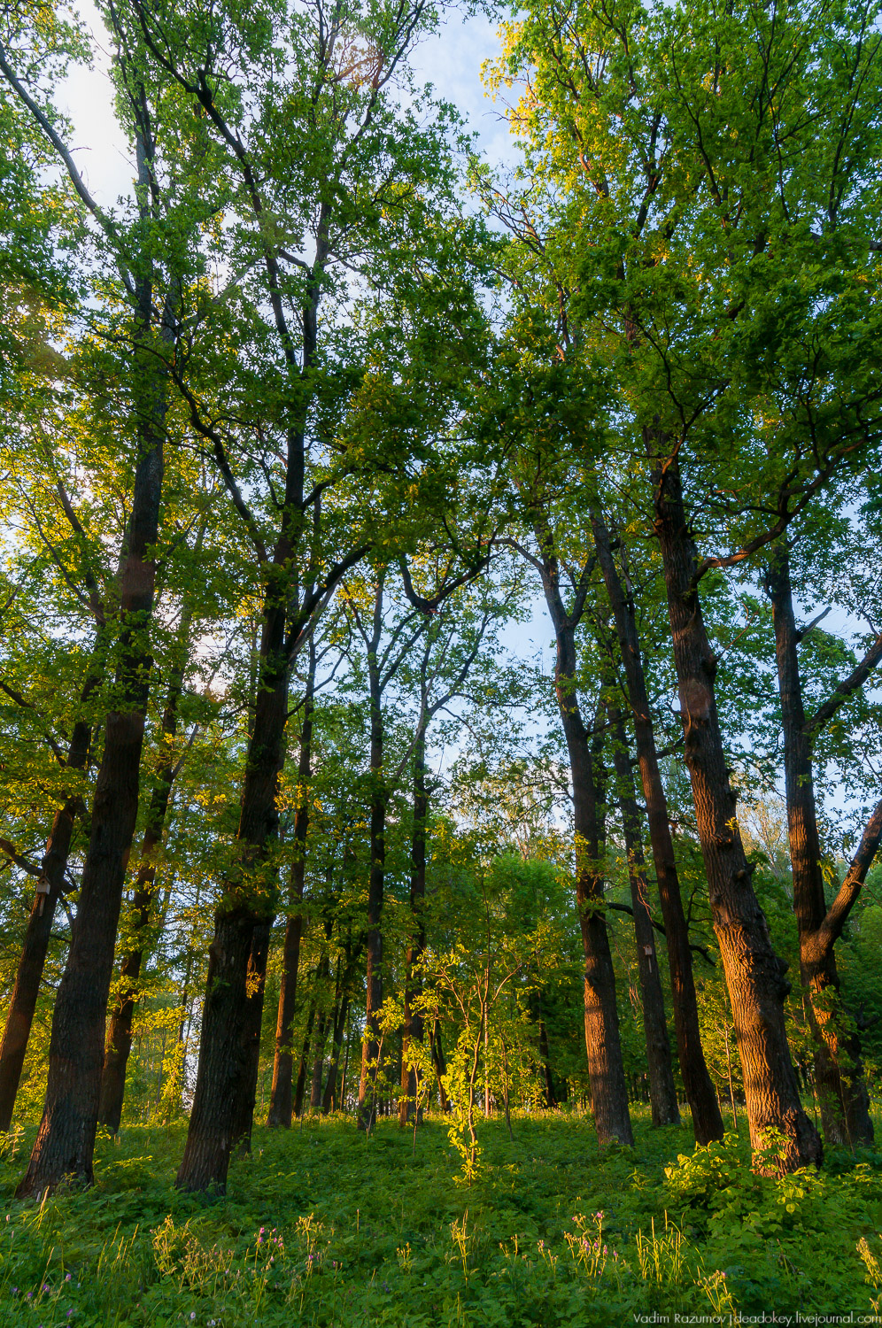 усадьбы Воронино, Ярославская область