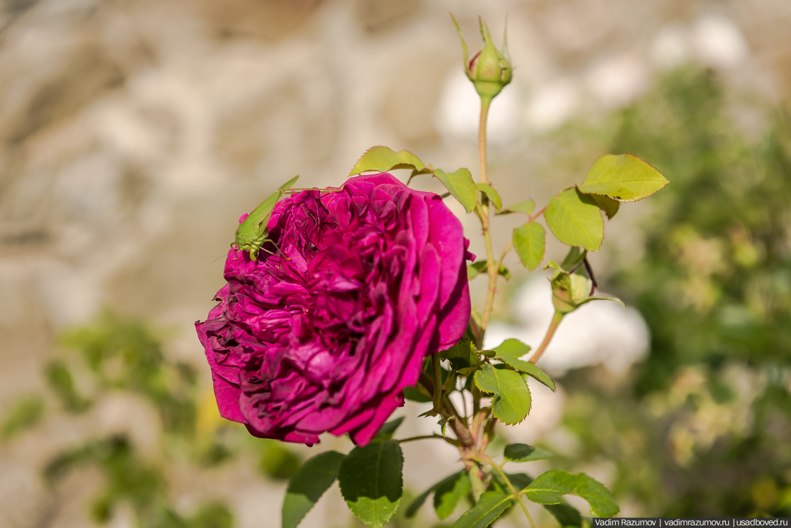 усадьба Кесслеров-Ферсмана, Крым, Симферополь