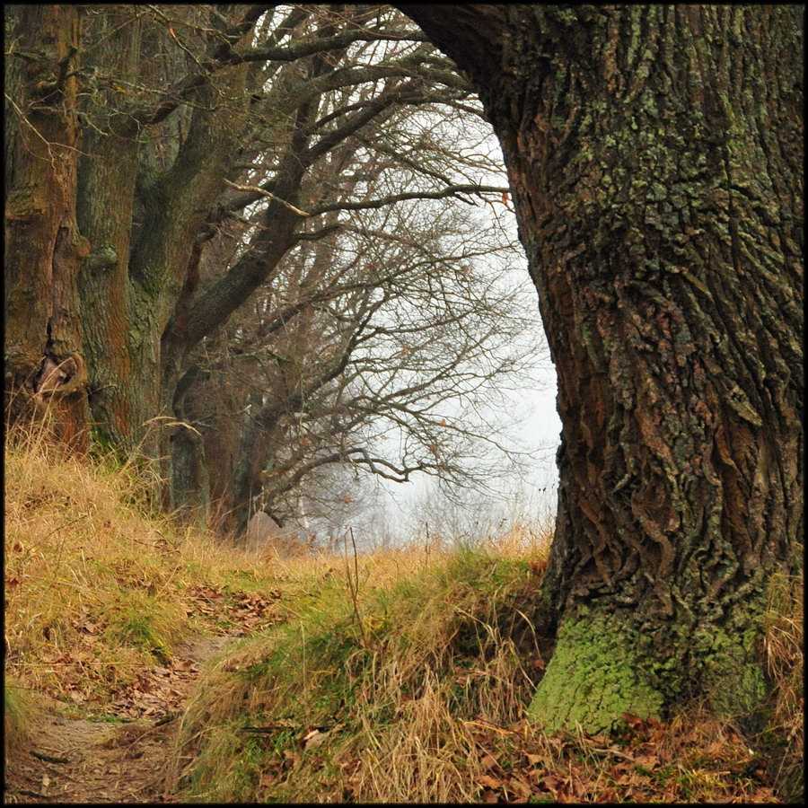 Парковые аллеи в русских усадьбах