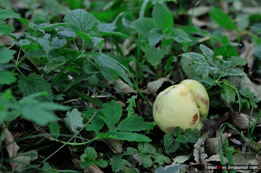 усадьба Ясная Поляна