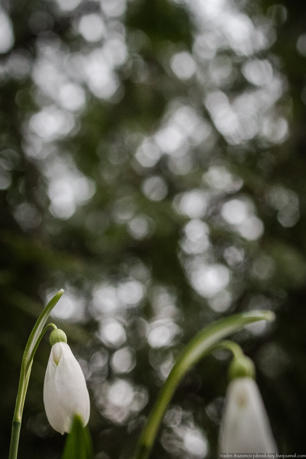 Продснежники в Аптекарском огороде