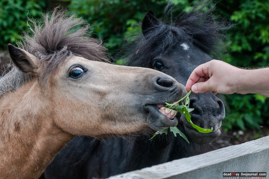 усадьба Дивово