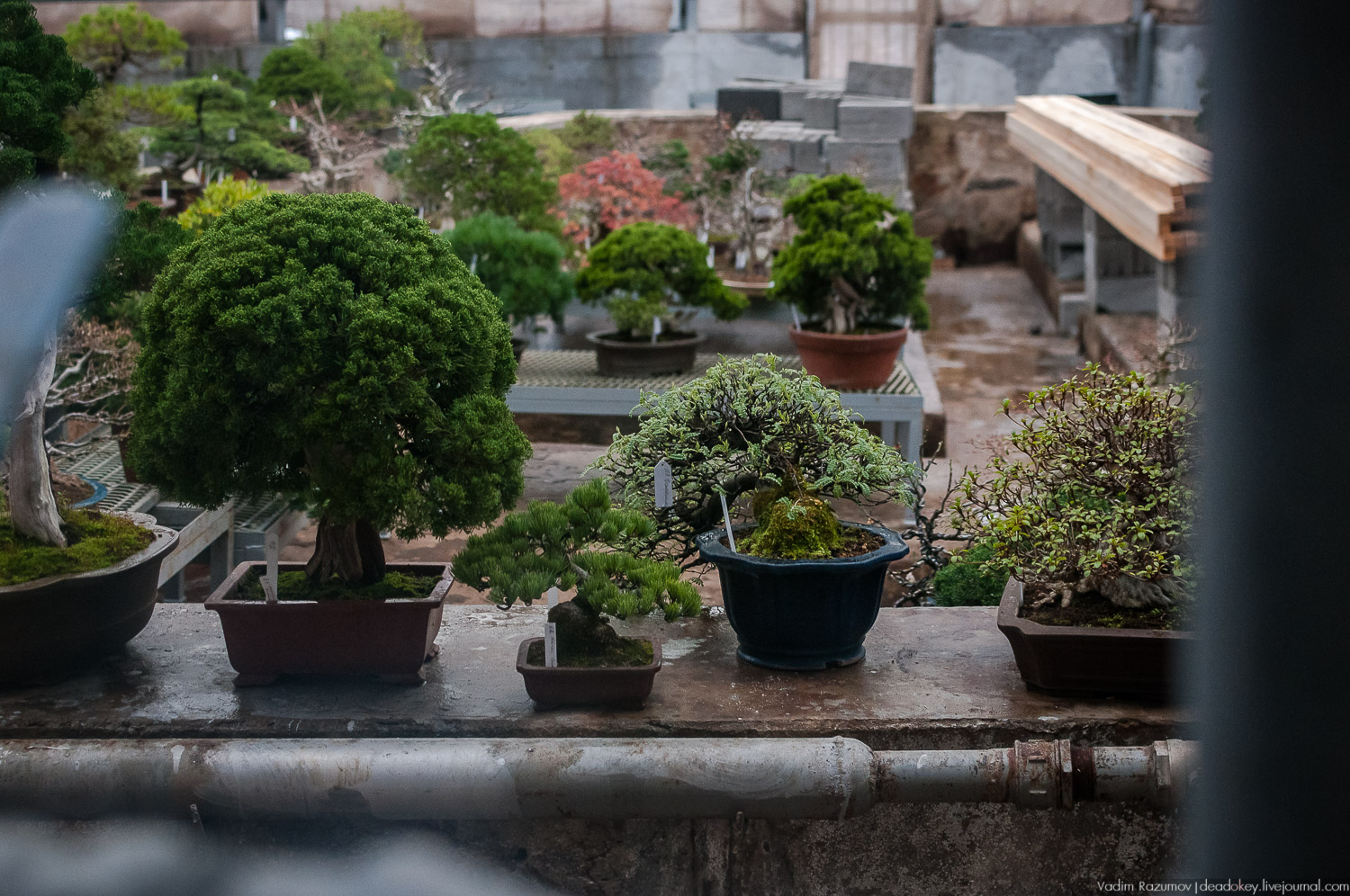 Ботанический сад, фондовая оранжерея, Экоэлектричка, борщевик