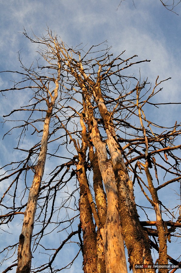 усадьба Бережки