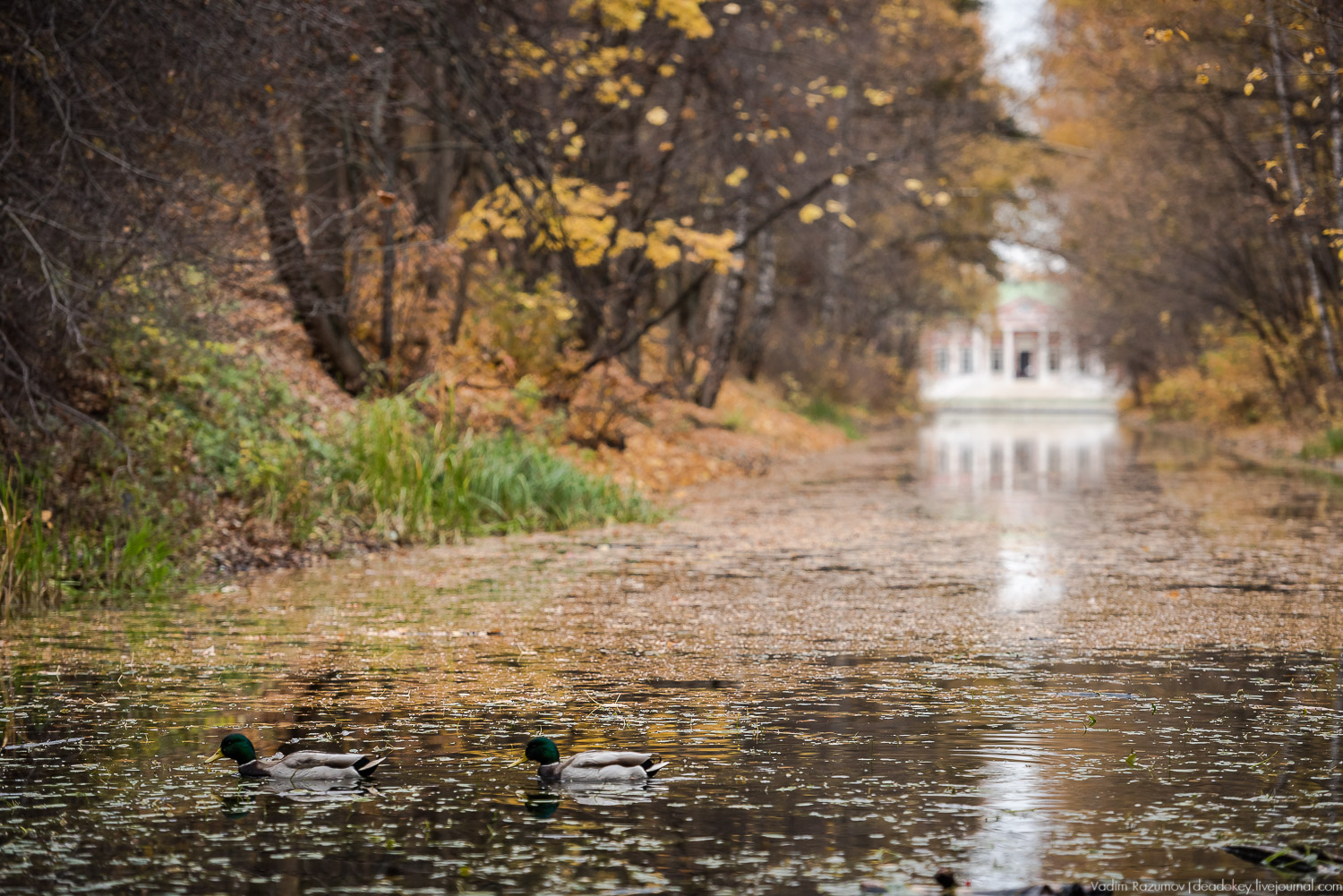 усадьба Кусково, осень 2018 года