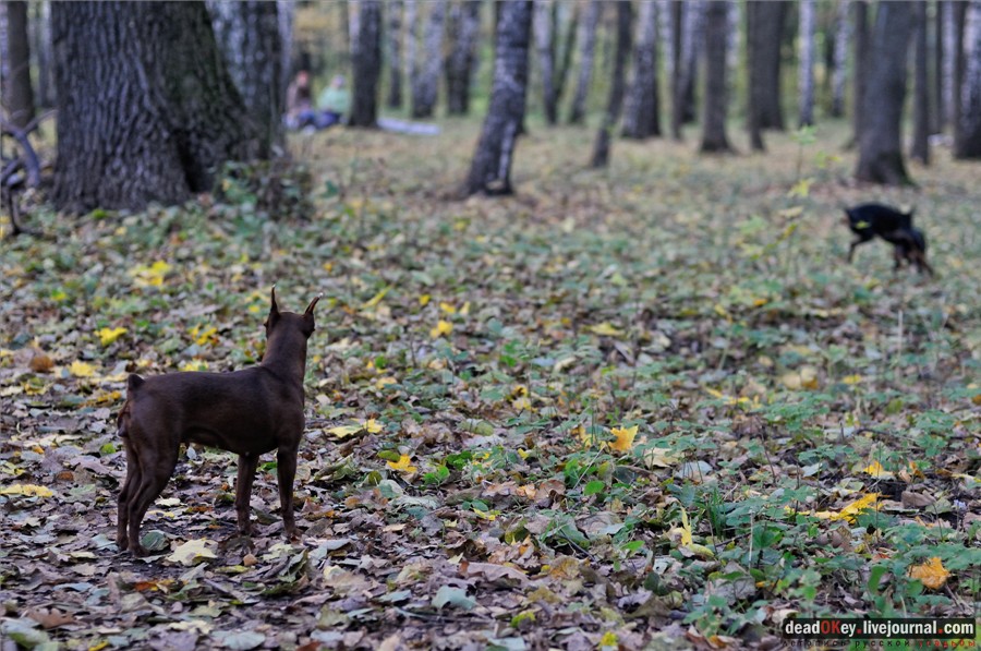 усадьба Петровское-Разумовское