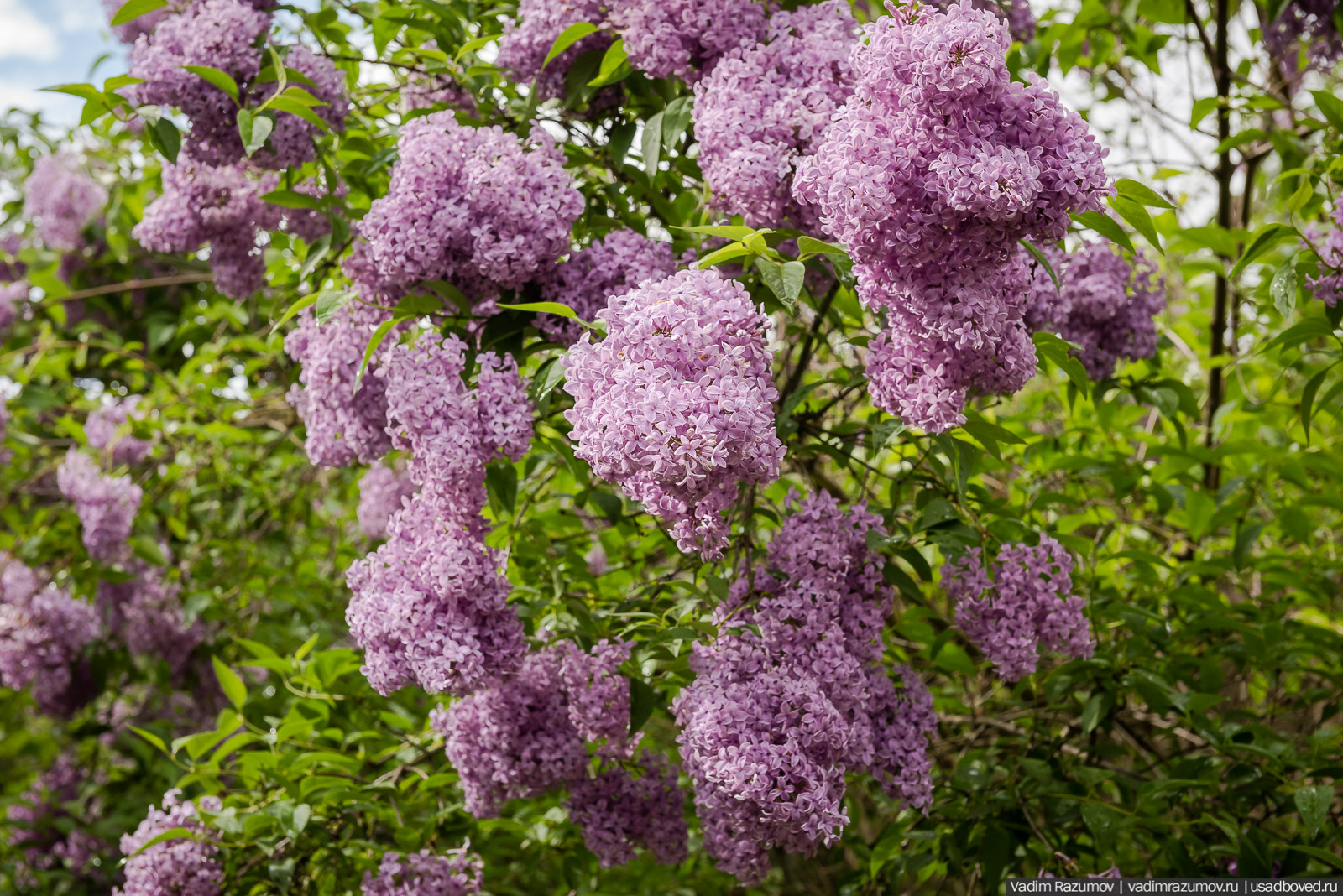 Мещерский дендрарий, ЛОСС, усадьба Барсуково, цветение сирени, Липецкая области