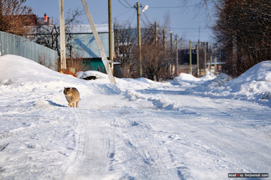 усадьба Синьково