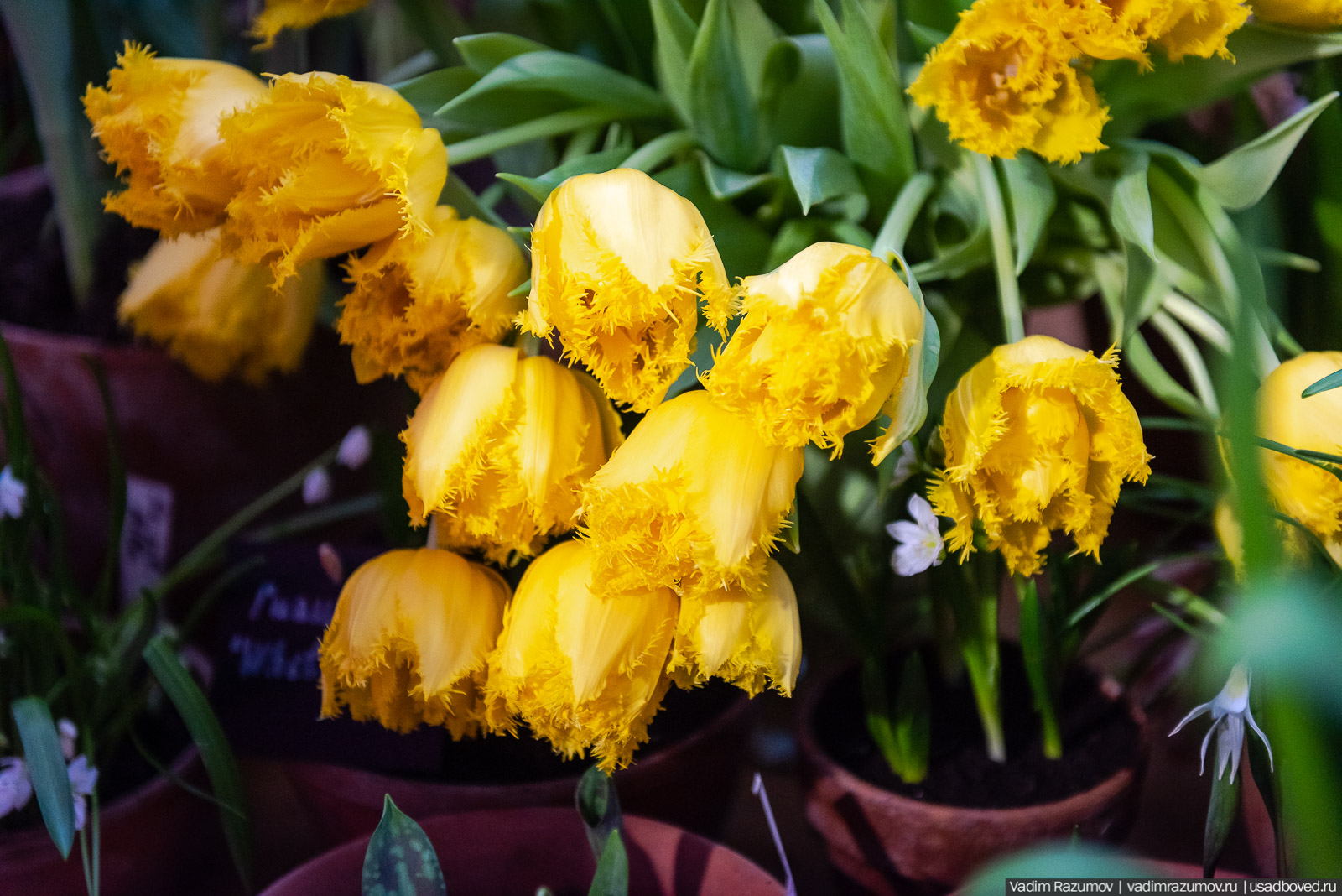 Аптекарский огород, Репетиция весны 2021, цветы, 8 Марта