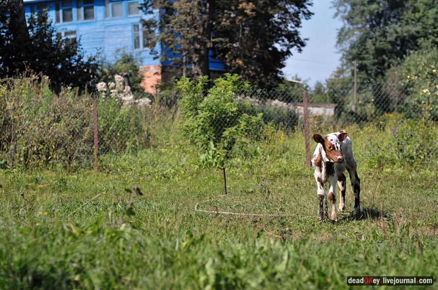 усадьба Опарино