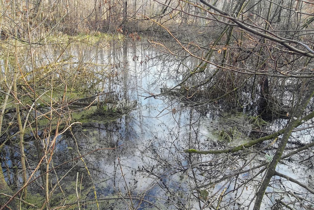 усадьба Кашубинцы