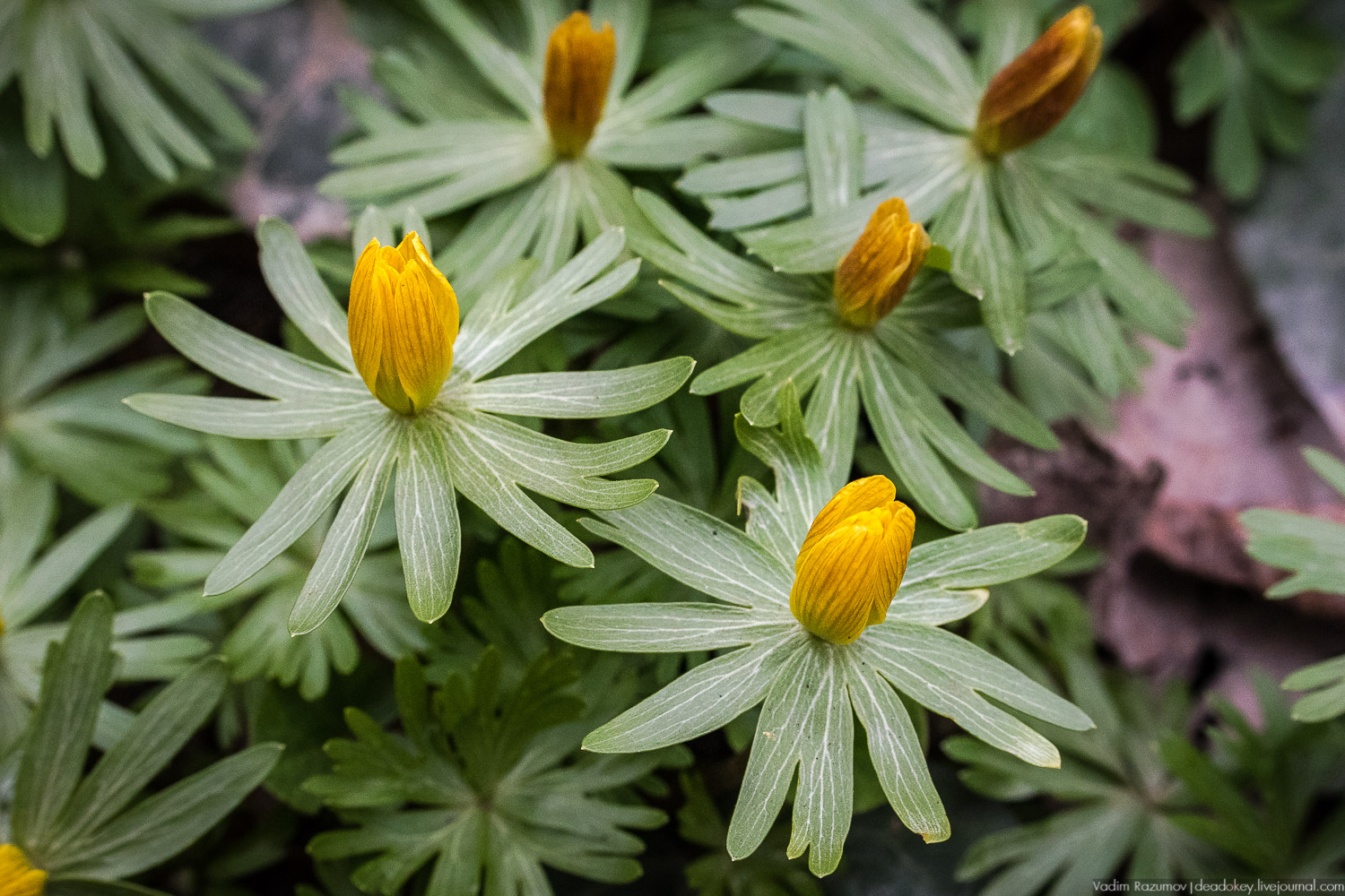 Продснежники в Аптекарском огороде