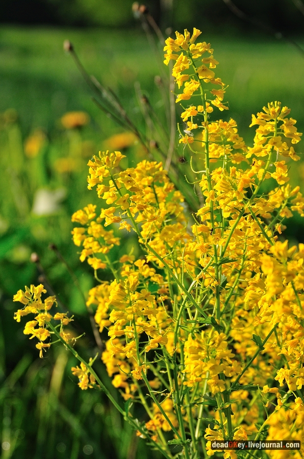 усадьба Прохорово